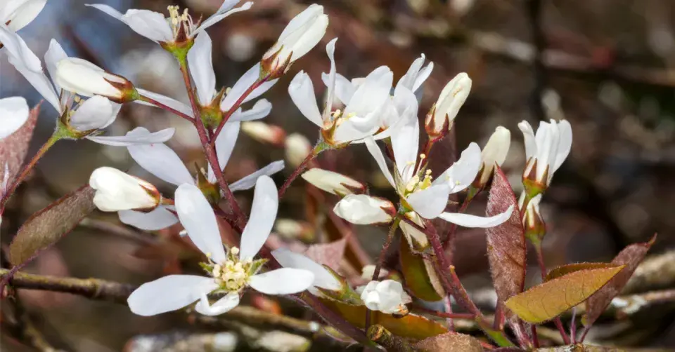 Muchovník Lamarckův