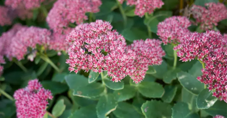 Rozchodník nádherný (Hylotelephium spectabile)