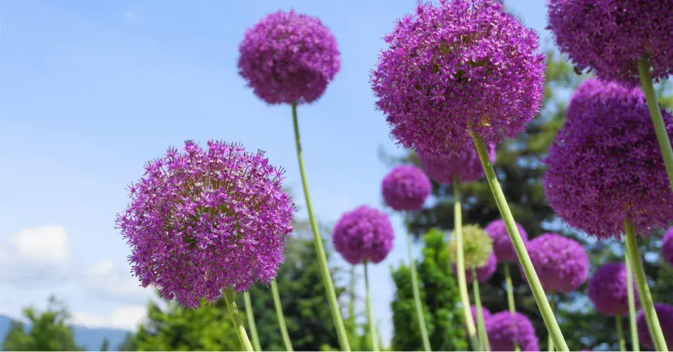 Česnek obrovský (Allium giganteum)