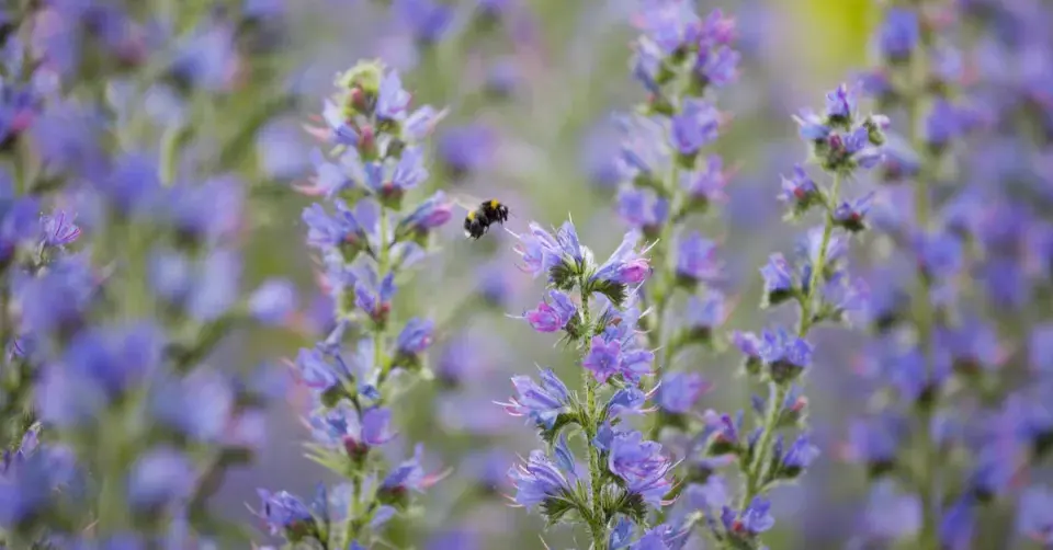 Hadinec obecný (Echium vulgare)