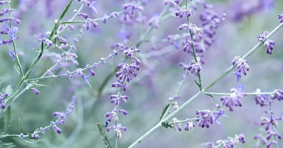 Perovskie lebedolistá (Perovskia atriplicifolia)