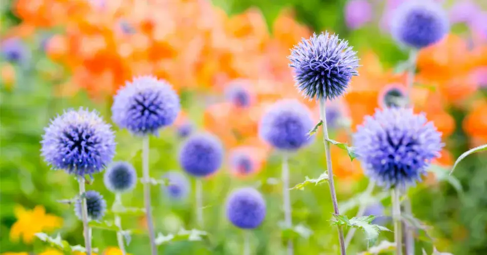 Bělotrn modrý (Echinops ritro)
