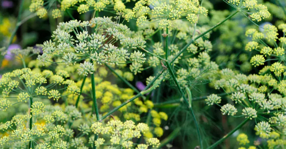 Fenykl obecný (Foeniculum vulgare)