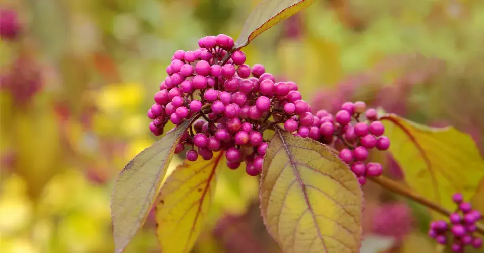 Krásnoplodka Bodinierova