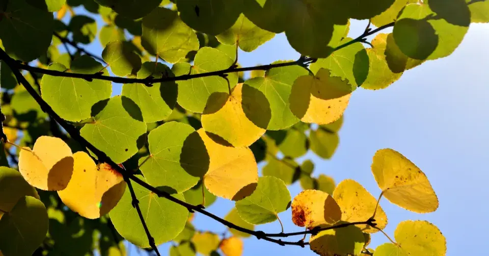 Zmarličník japonský