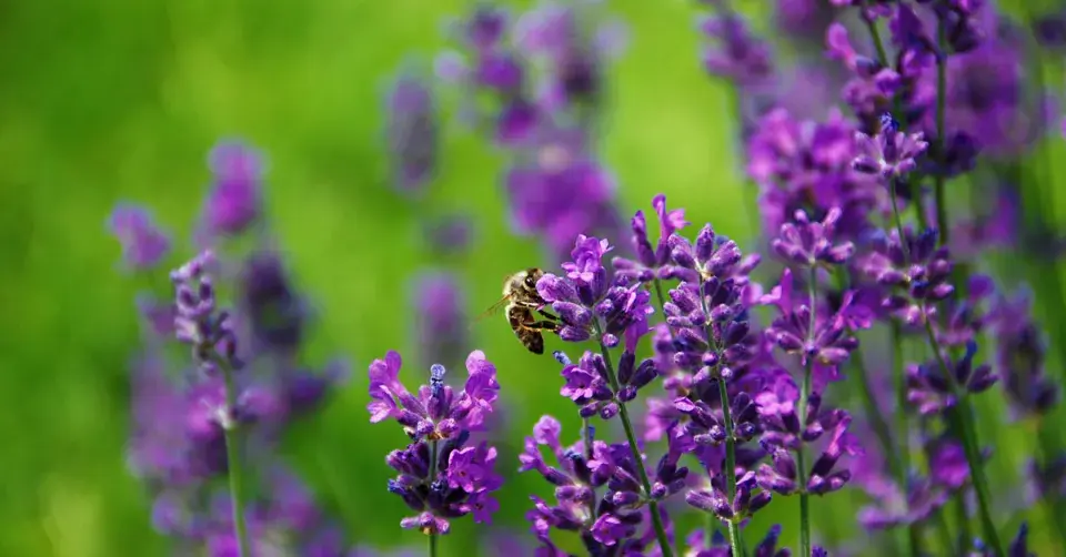 Levandule lékařská (Lavandula angustifolia)