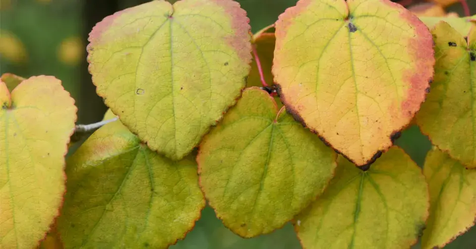 Zmarličník japonský