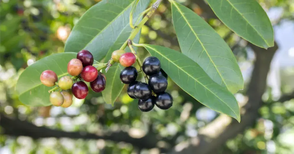 Bobkovišeň lékařská