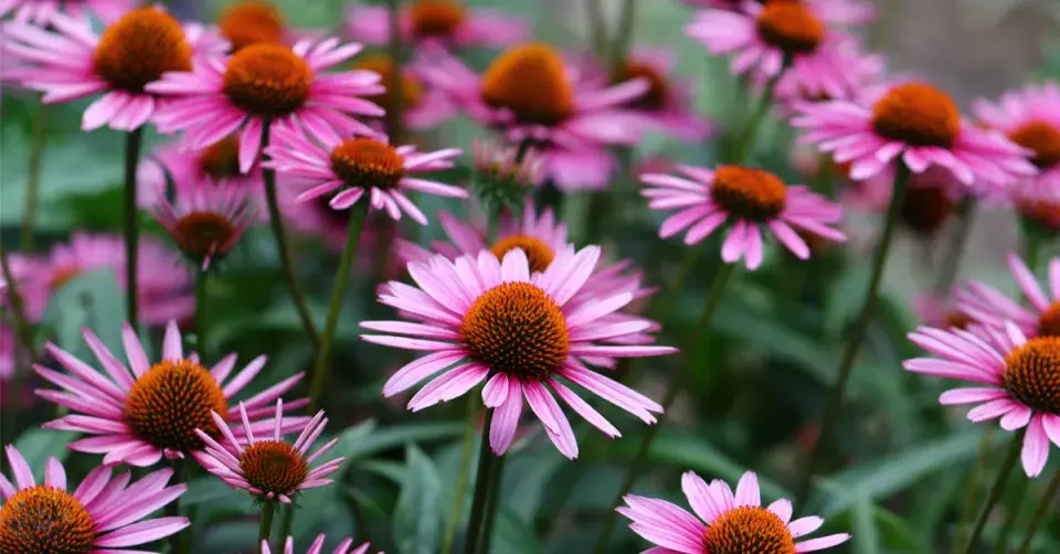 Třapatka nachová (Echinacea purpurea)