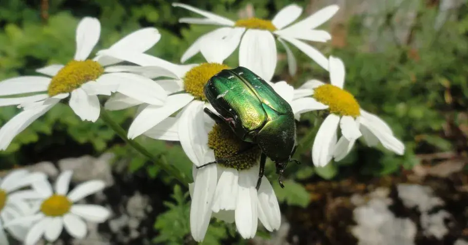 Vratič chocholičnatý