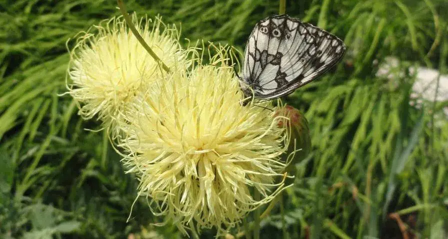 Chrpa Centaurea alpina