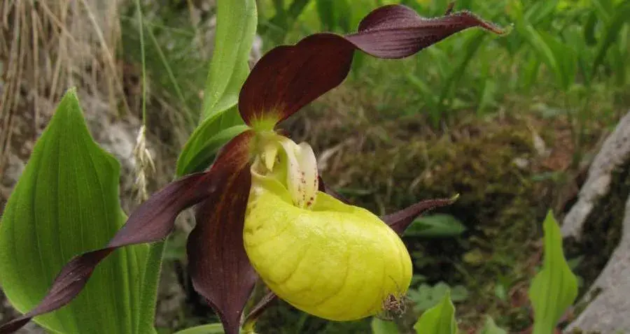 Střevíčník pantoflíček