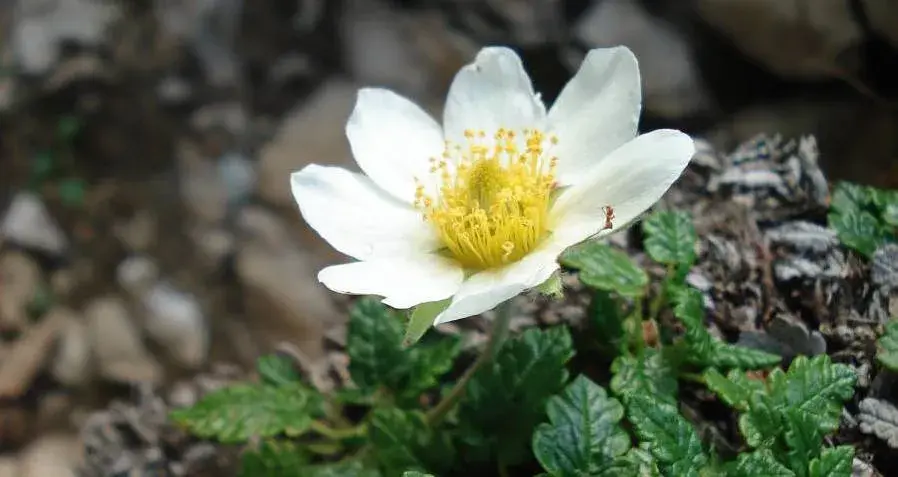 Dryádka osmiplátečná