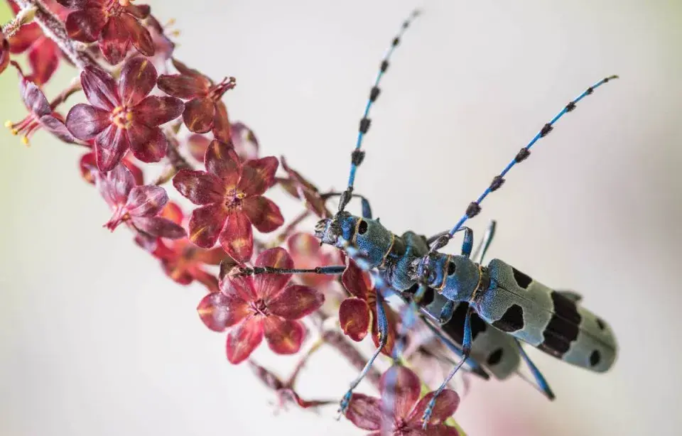 Kýchavice černá a tesařík alpský