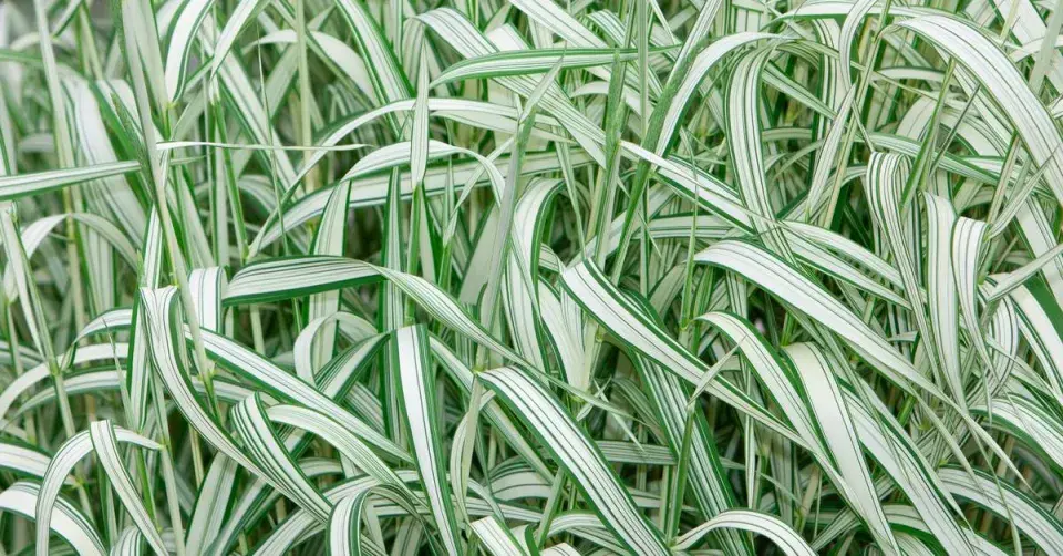 Bezkolenec modrý 'Variegata'