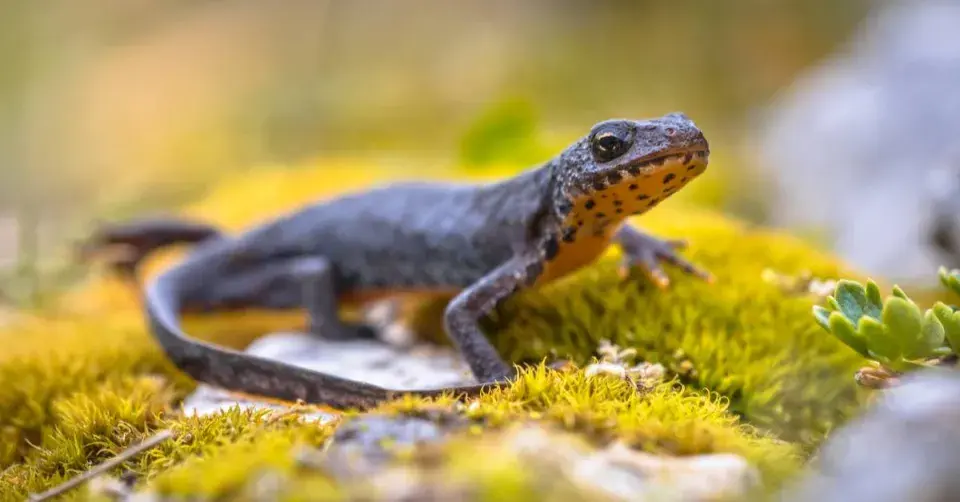 Čolek horský (Ichthyosaura alpestris)