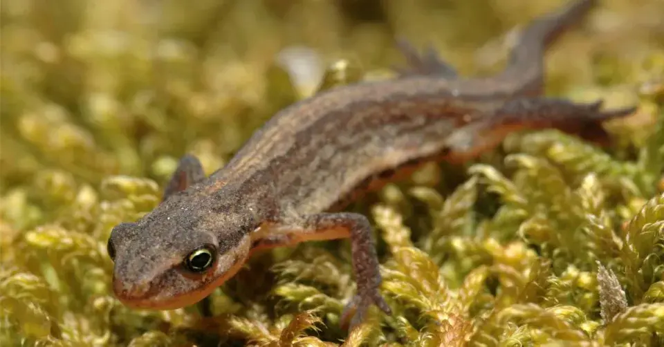 Čolek obecný (Lissotriton vulgaris)