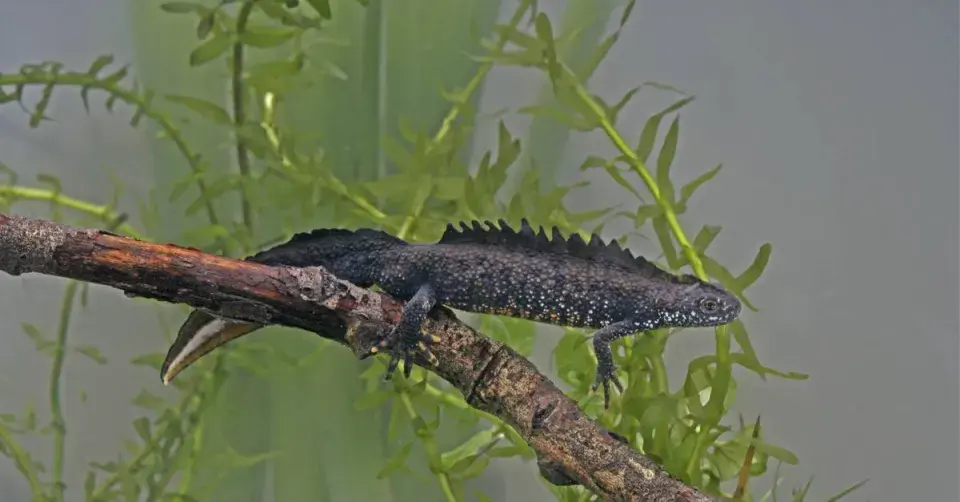 Čolek velký (Triturus cristatus)