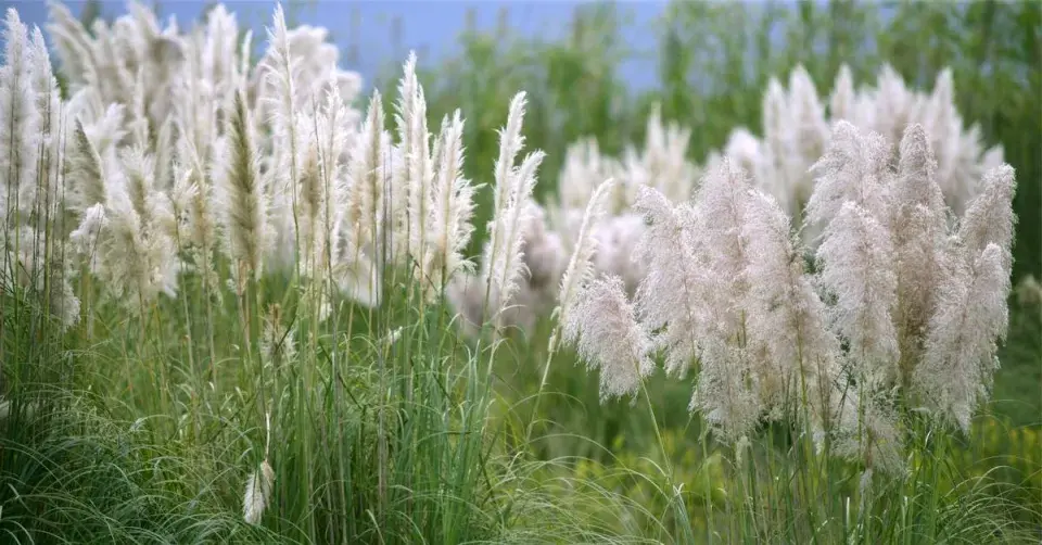 Kortadérie dvoudomá