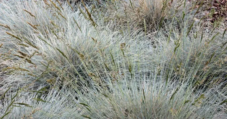 Kostřava stříbrná