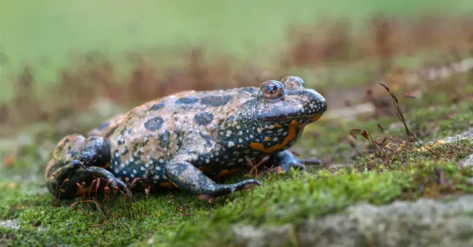 Kuňka obecná (Bombina bombina)