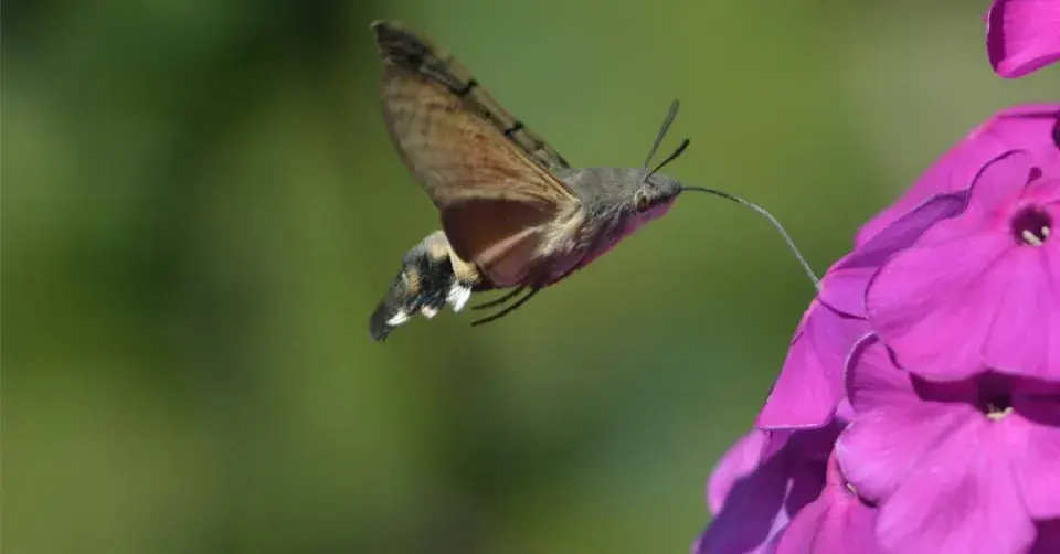 Dlouhozobka svízelová