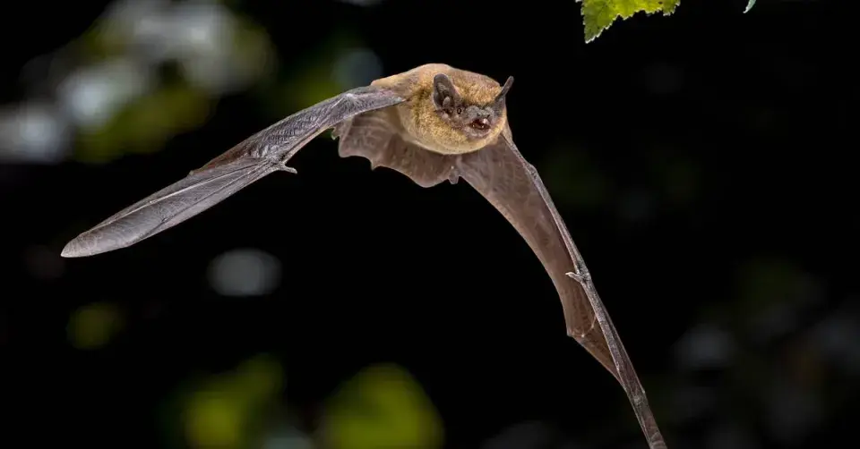Netopýr hvízdavý