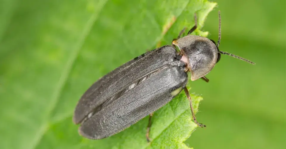 Světluška větší