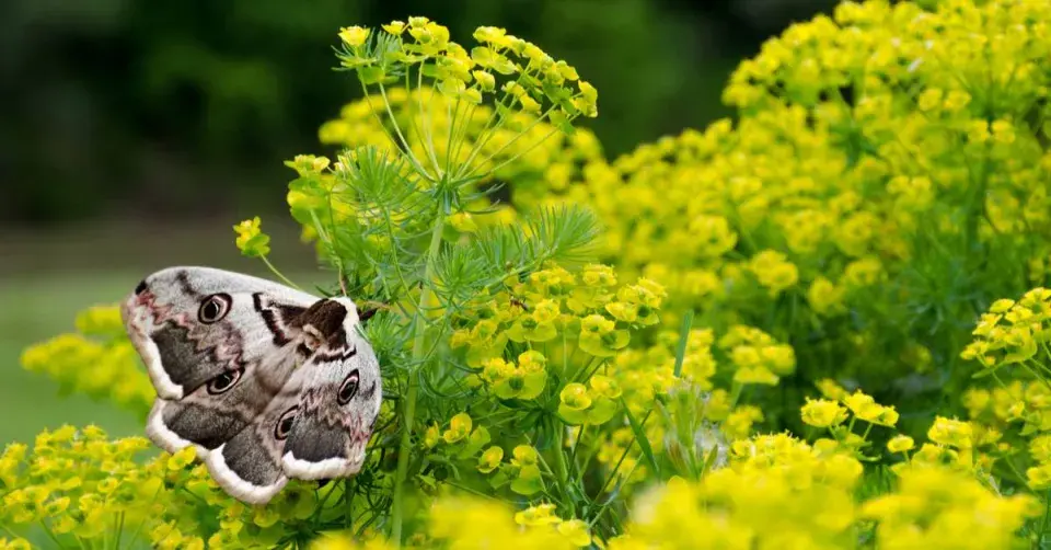 Martináč hrušňový