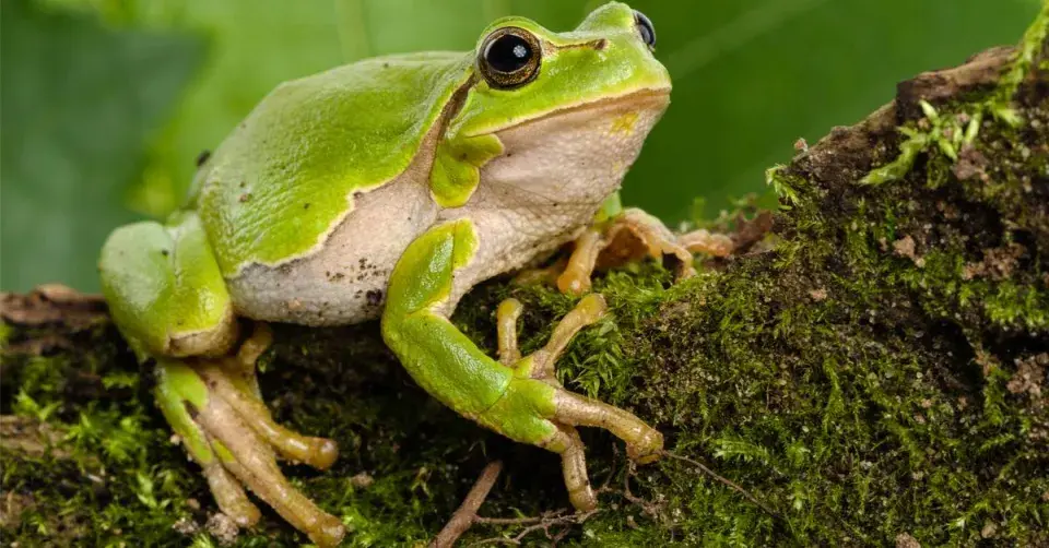 Rosnička zelená (Hyla arborea)