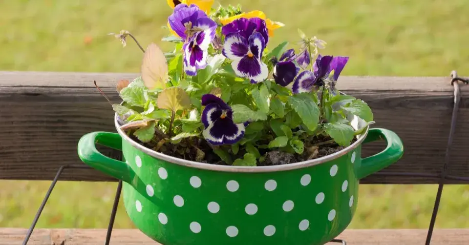 Osázený kastrůlek