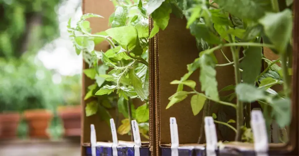 Osázená papírová krabice