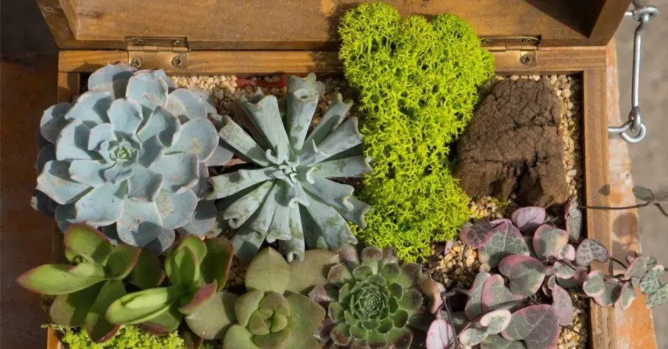 Dřevěná krabička od čaje se sukulenty