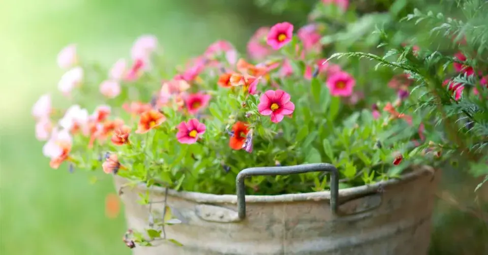 Škopek osázený letničkami