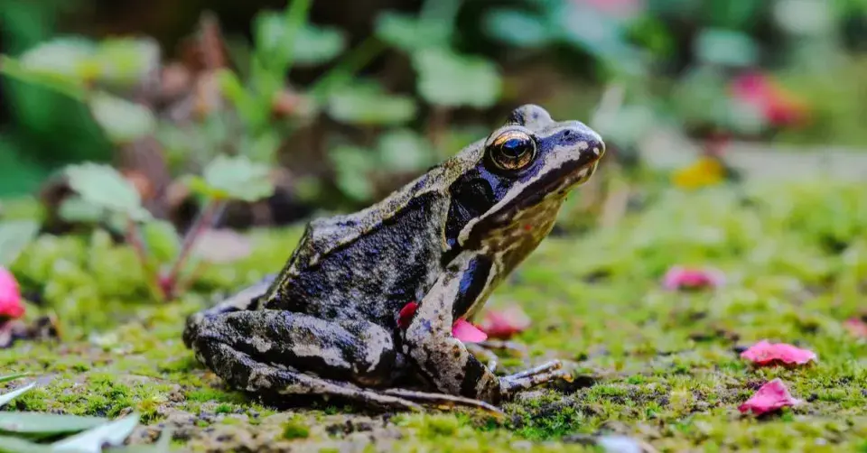 Skokan hnědý (Rana temporaria)