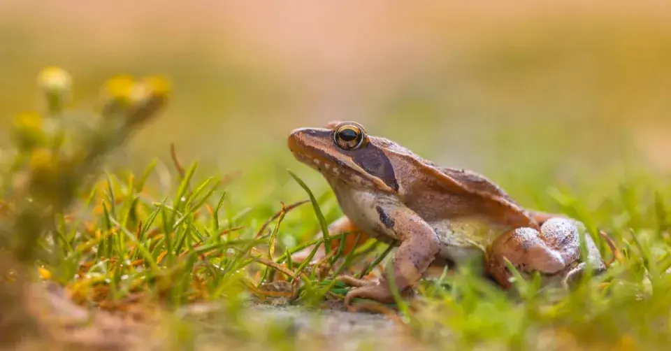 Skokan štíhlý (Rana dalmatina)