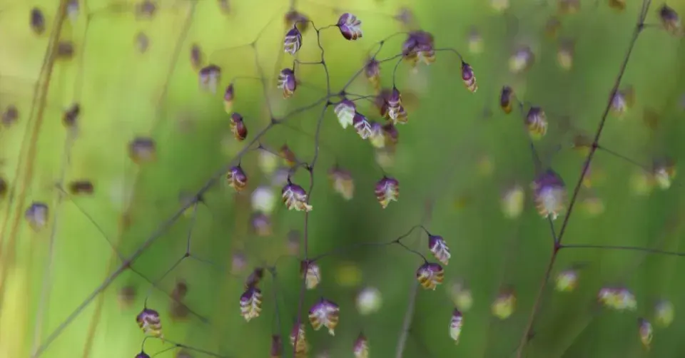 Třeslice prostřední