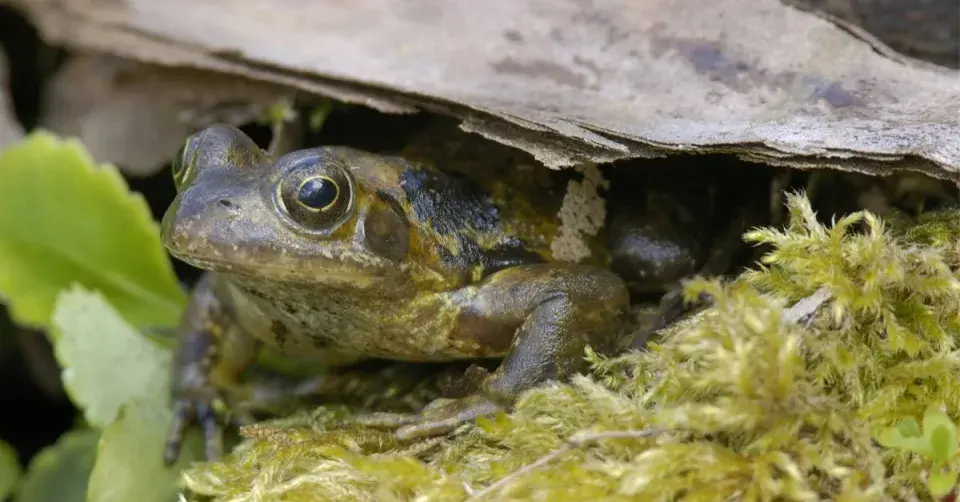 Skokan hnědý (Rana temporaria)