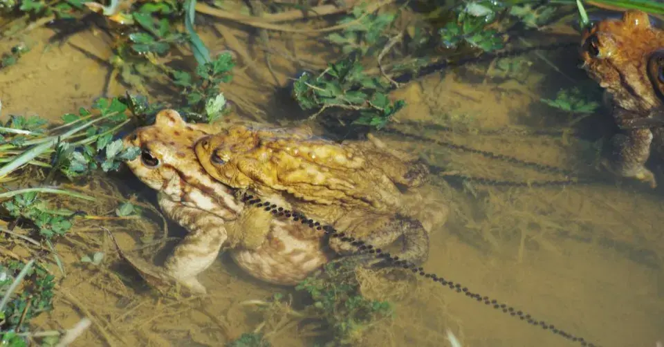 Ropucha obecná (Bufo bufo)