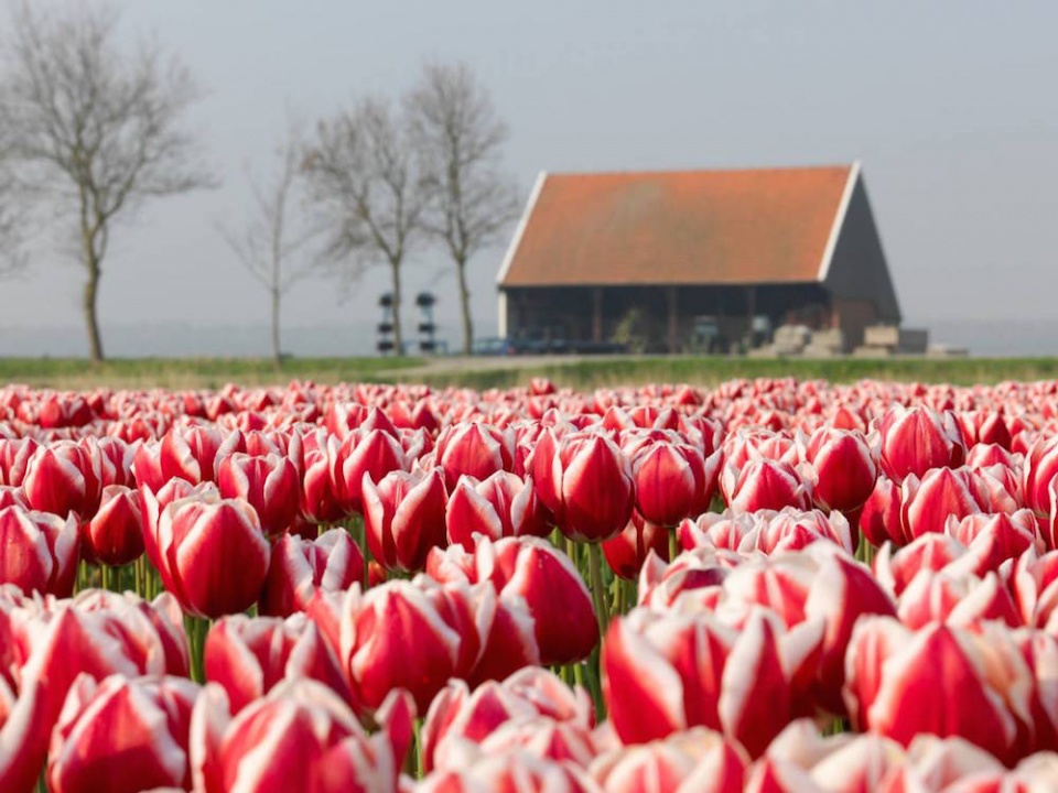 Tulipány 'Leen van der Mark'