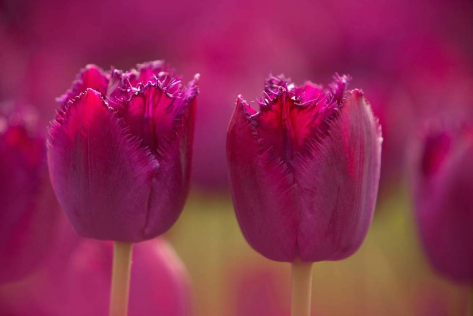 Tulipány 'Curly Sue'