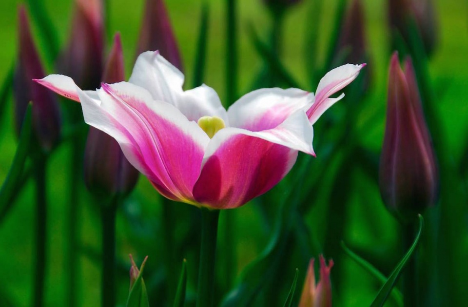 Tulipán 'Ballade'