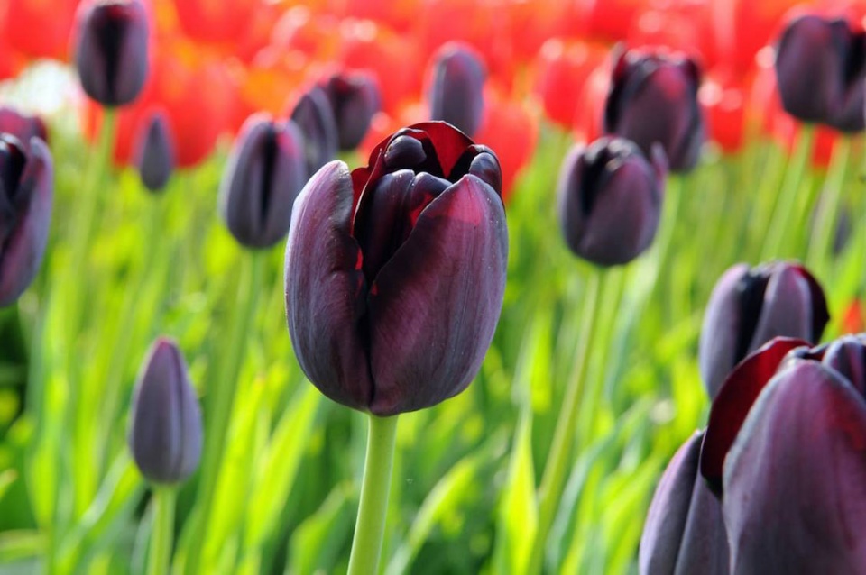 Tulipány 'Queen of Night'