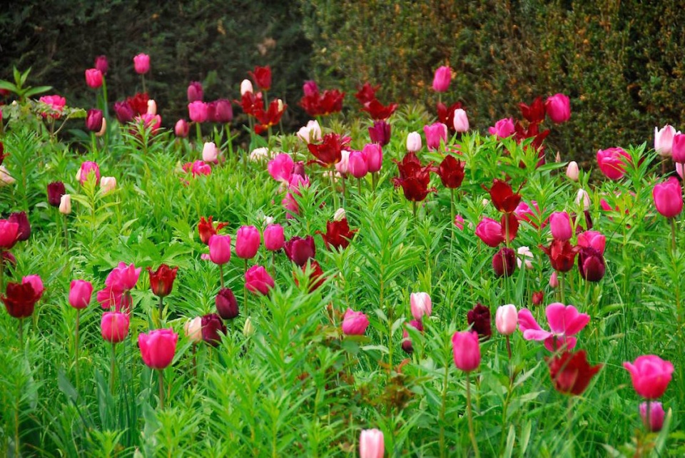 Záhon plný tulipánů