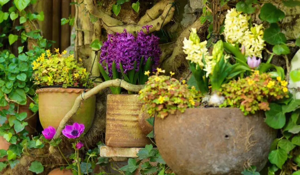 Cibuloviny v květináčích