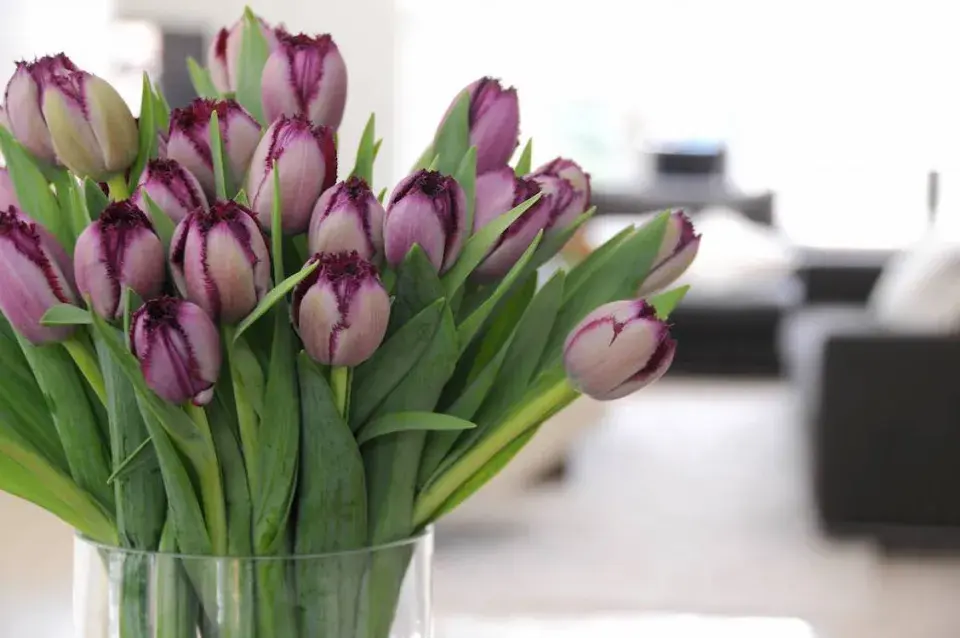 Tulipány 'Curly Sue'