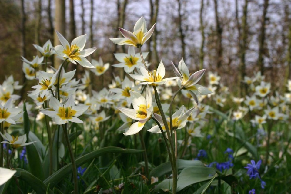 Tulipa turkestanica