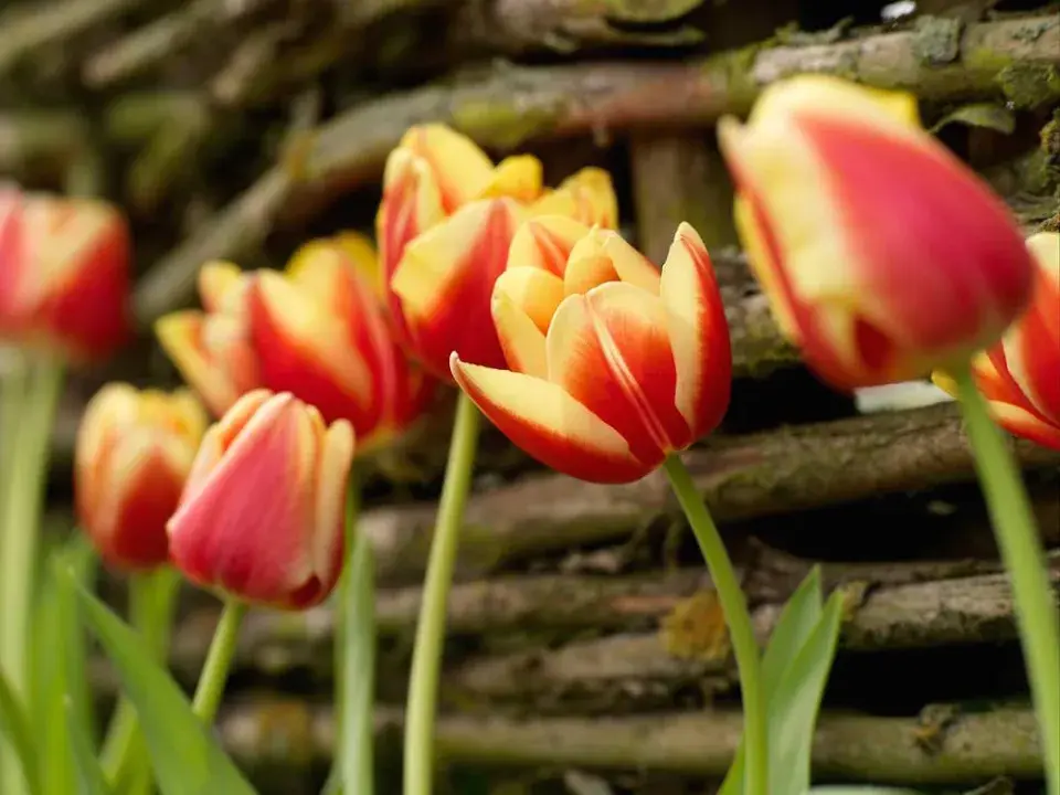 Tulipány 'Leen van der Mark'