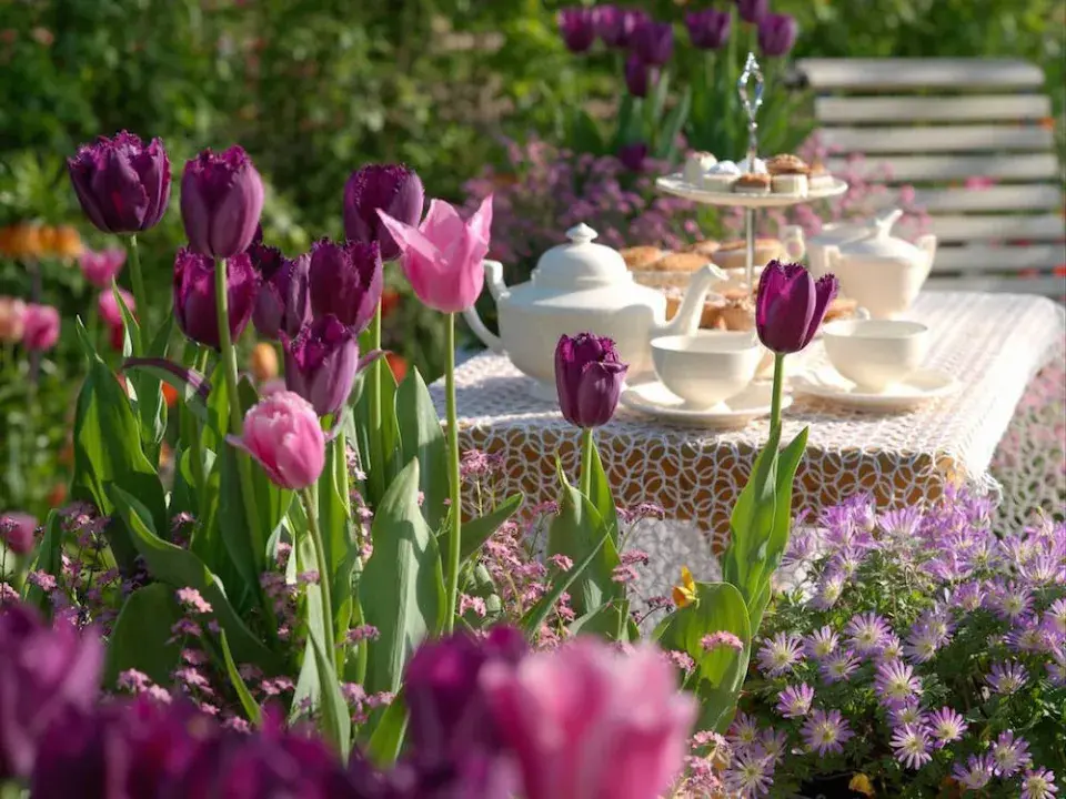 Tulipány odrůdy 'Curly Sue'