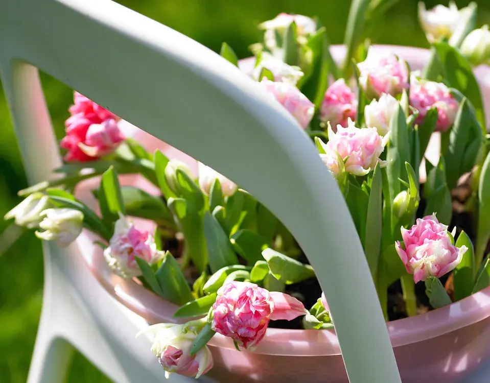 Tulipány 'Peach Blossom'